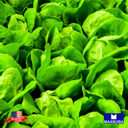 Romaine - Little Gem Lettuce Seeds Non-GMO Heirloom