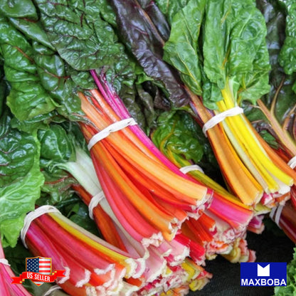 Swiss Chard Fresh Seeds - Rainbow Mixture - Non-GMO Heirloom Vegetable