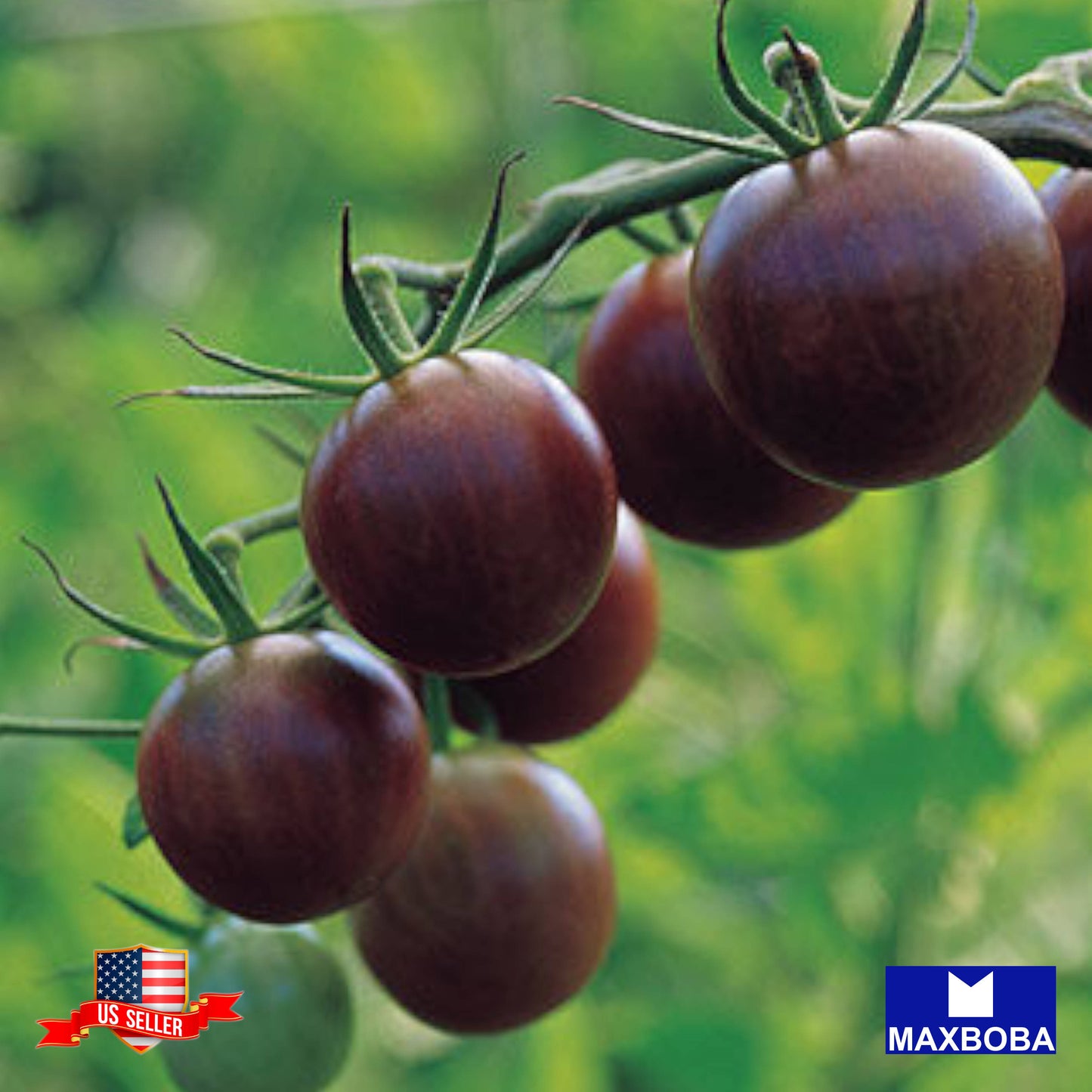 Tomato Fresh Seeds - Black Cherry (Organic) Non-GMO Heirloom Vegetable