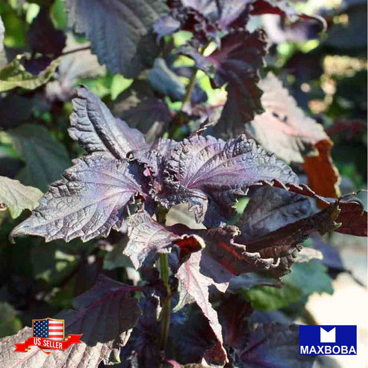 Shiso Herb Seeds (Perilla) Purple (Red) - Non-GMO Heirloom