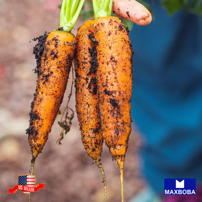 Carrot Seeds - Chantenay Red Core Non-GMO / Heirloom / Vegetable Garden