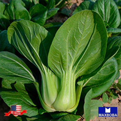 Cabbage Seeds - Pak Choi - Shanghai Non-GMO / Heirloom / Vegetable Garden