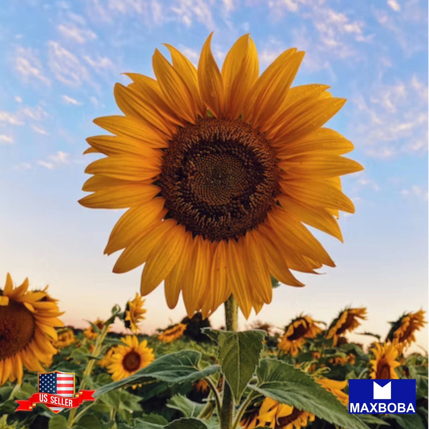Sunflower Seeds - Sunspot Non-GMO