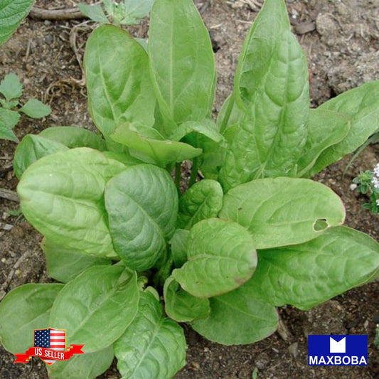 Marjoram Sweet Fresh Seeds - Sorrel Large Leaf Non-GMO Heirloom