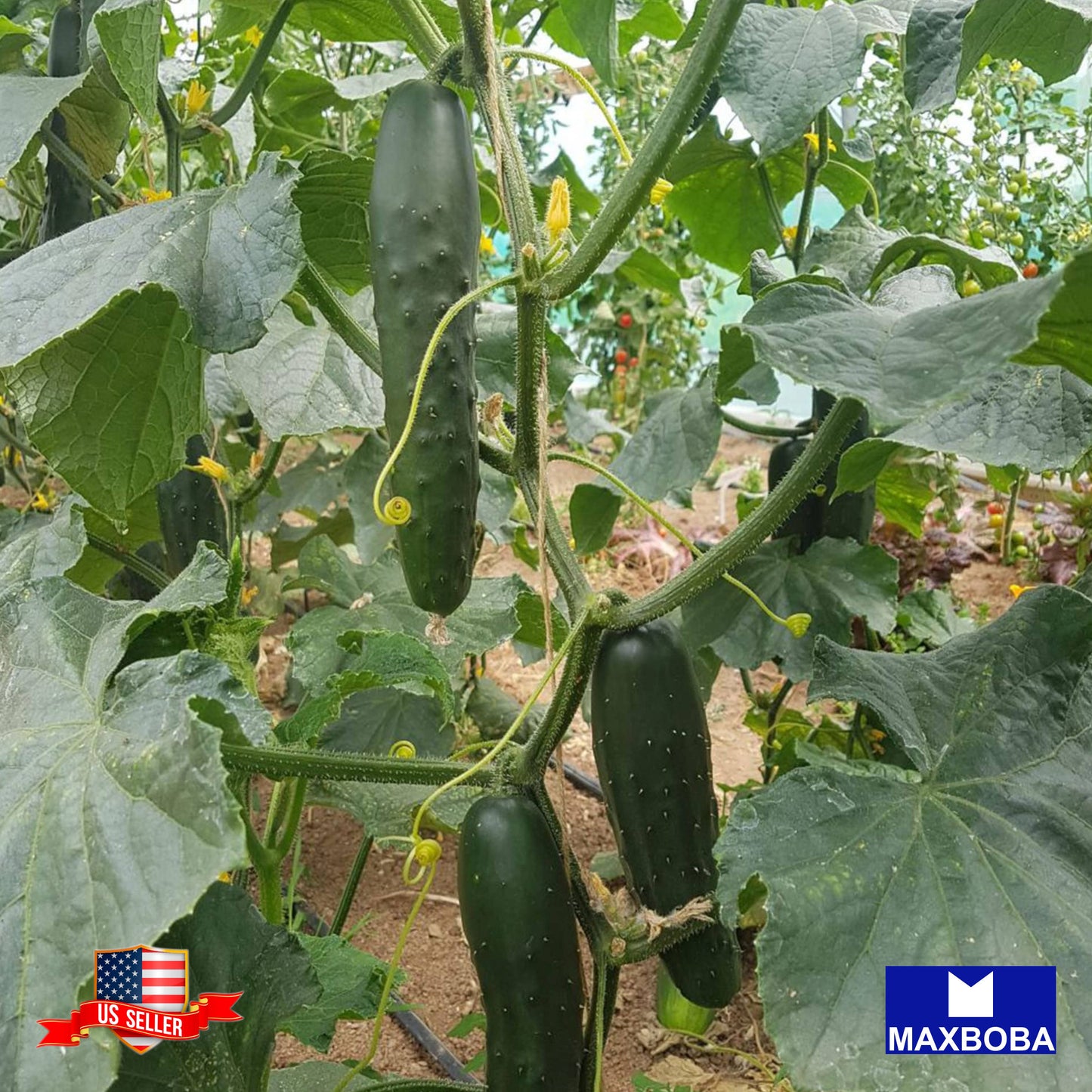 Cucumber Seeds Japanese Long Vegetable Non-GMO Heirloom