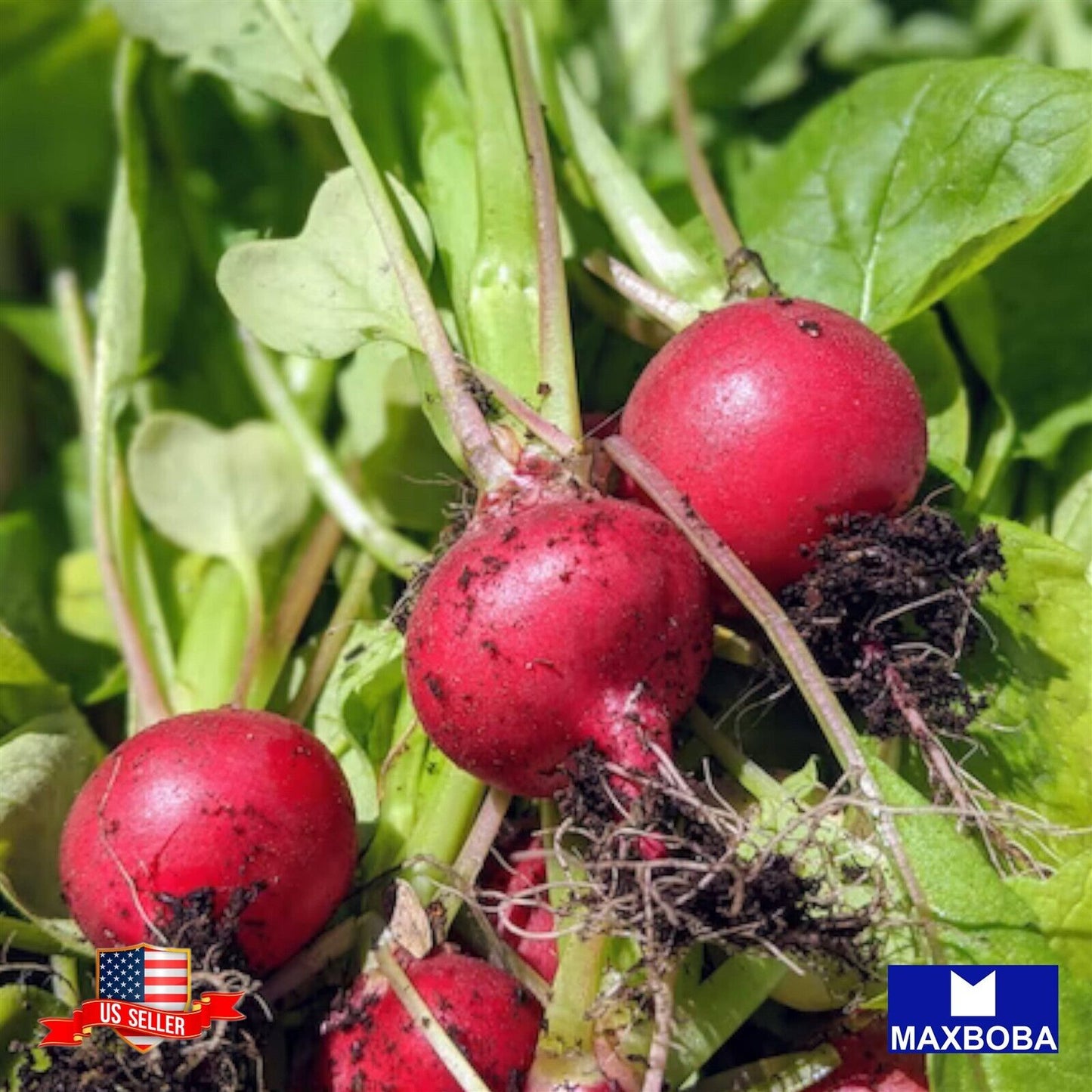 Radish Fresh Seeds - Crimson Giant  Non-GMO Heirloom Vegetable