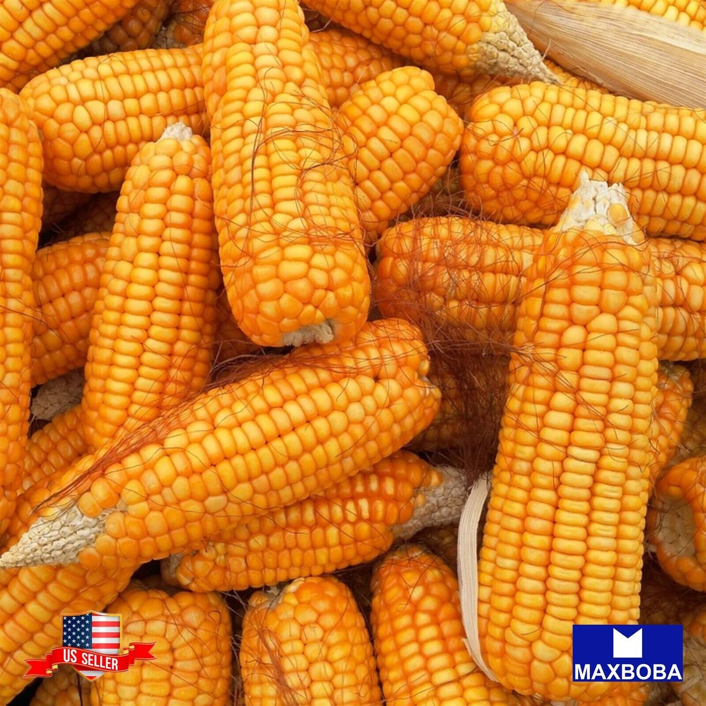 Corn Seeds Dent Truckers Favorite Yellow Heirloom Vegetable Non-GMO