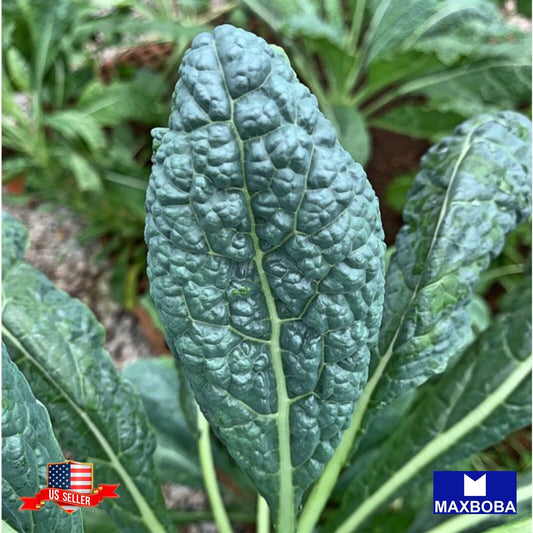 Kale Seeds - Black Tuscan (Lacinato) Non-GMO Heirloom Vegetable