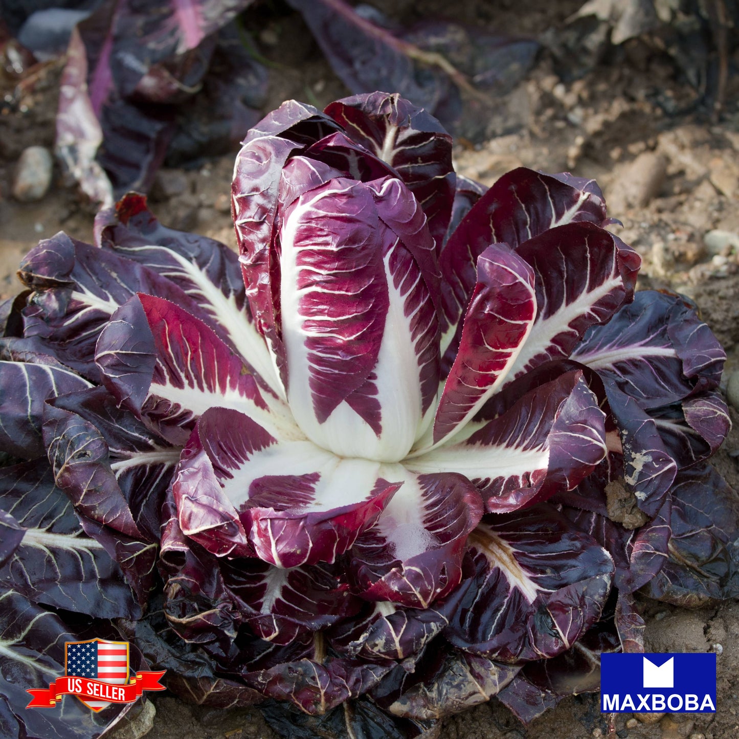 Endive Seeds - Red Treviso Heirloom Non-GMO Vegetable