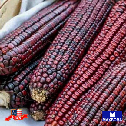 Corn Seeds - Ornamental - Bloody Butcher Vegetable Non-GMO - Heirloom