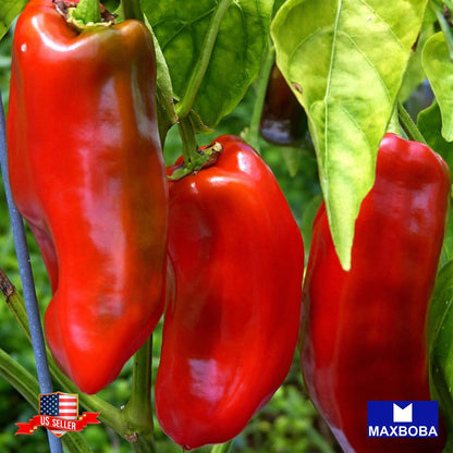 Pepper Seeds - Sweet - Marconi Red Non-GMO Heirloom Vegetable
