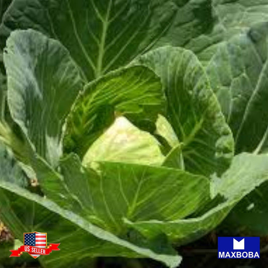 Cabbage Seeds Golden Acre Organic Non-GMO Heirloom Vegetable Garden