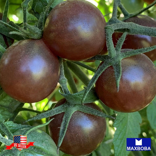 Tomato Fresh Seeds - Black Cherry (Organic) Non-GMO Heirloom Vegetable
