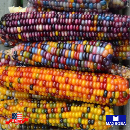 Corn Fresh Seeds - Popcorn - Glass Gem Colorful Rainbow Kernels Non-GMO