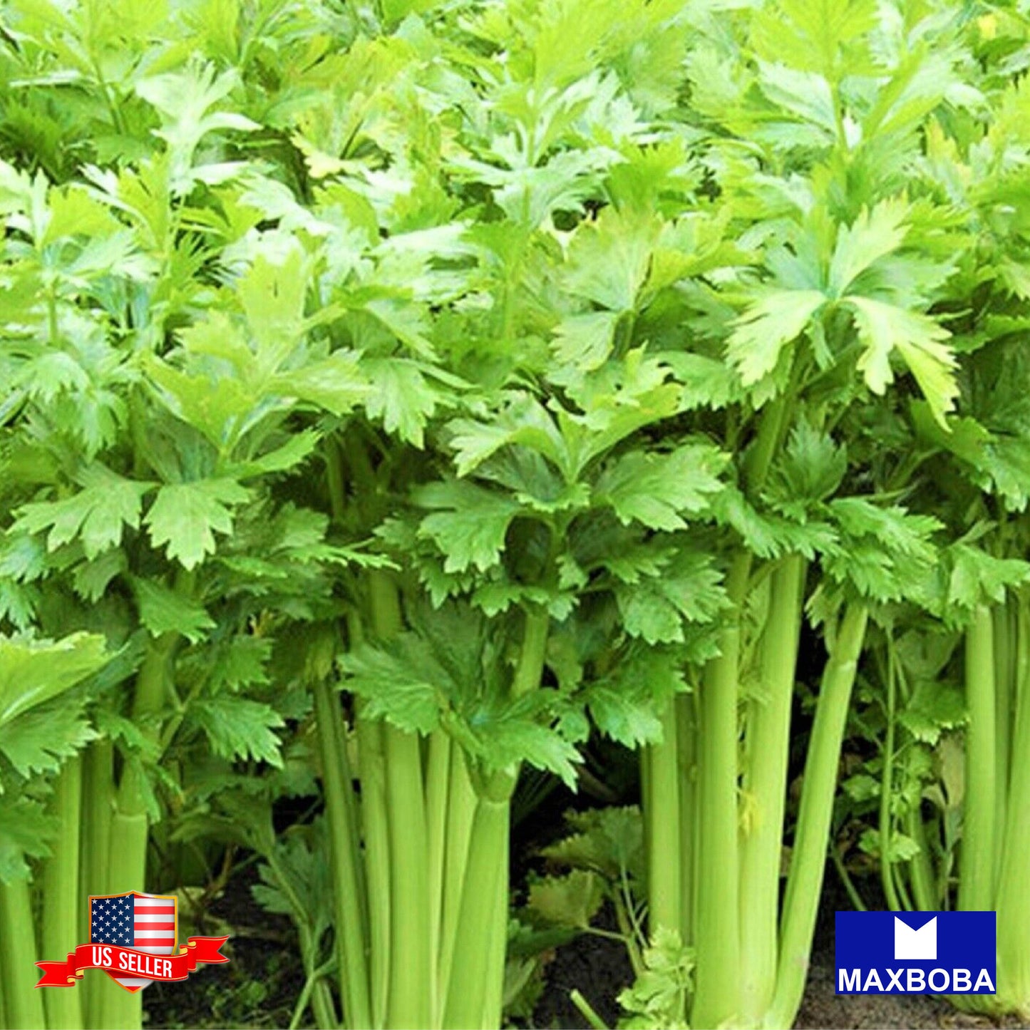 Celery Fresh Seeds - Tendercrisp Non-GMO Heirloom Garden