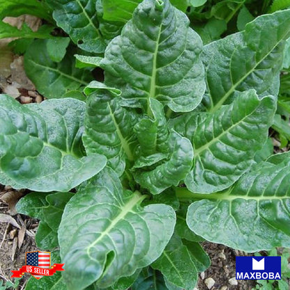 Chard Seeds - Perpetual Spinach Heirloom Non-GMO Vegetable