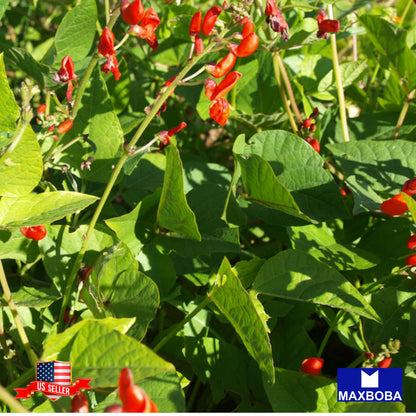 Bean Fresh Seeds - Pole - Scarlet Runner Non-GMO Heirloom Garden
