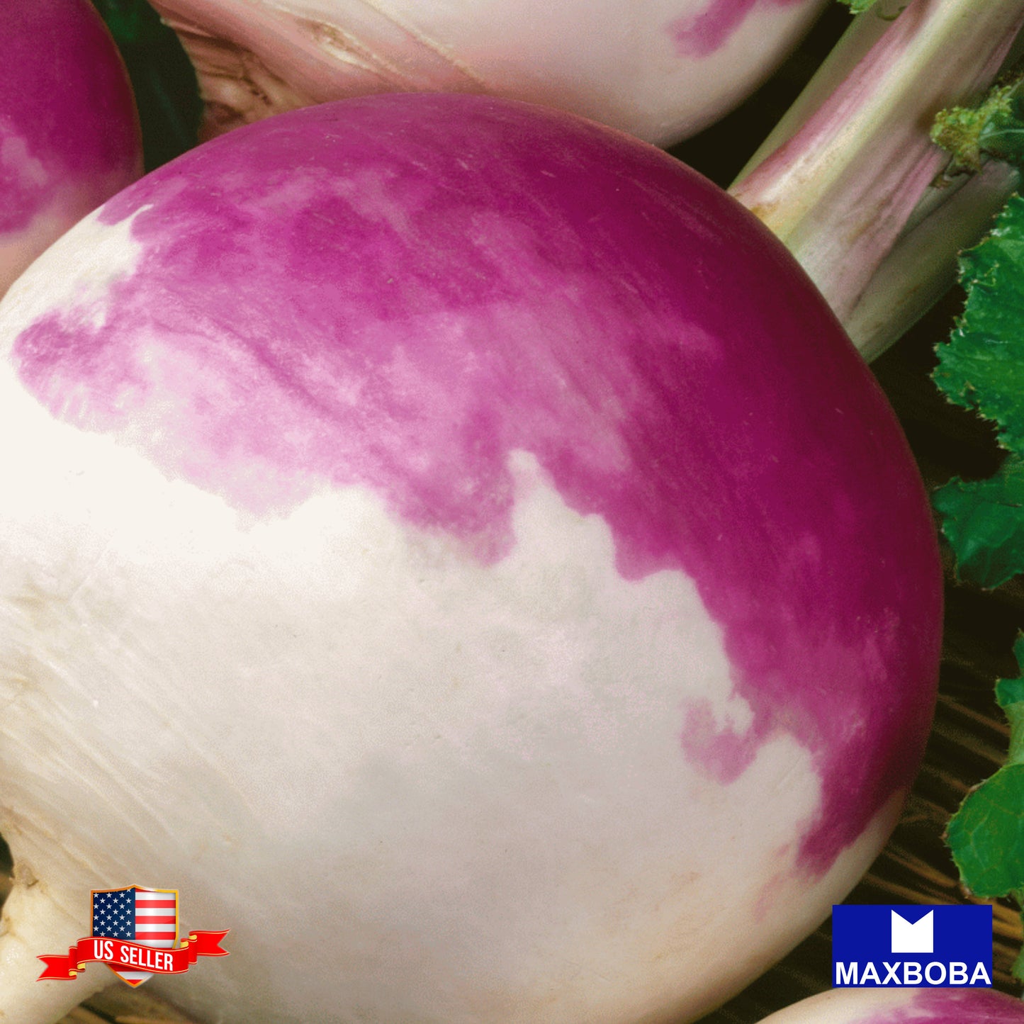 Turnip Seeds Purple Top White Globe Non-GMO, Heirloom Garden Vegetable / Fresh