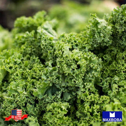 Kale Seeds - Dwarf Siberian Non-GMO Heirloom Vegetable