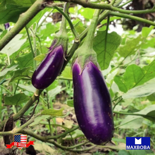 Eggplant Seeds - Long Purple Non-GMO Heirloom Vegetable