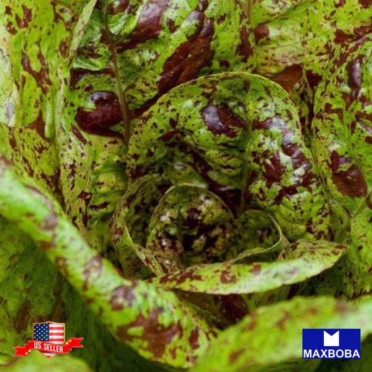Lettuce Romaine Freckles Seeds  Heirloom Vegetable Non-GMO