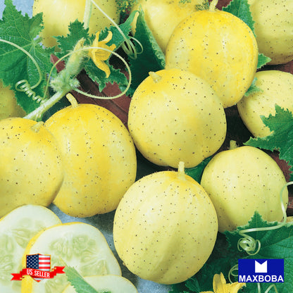 Cucumber Seeds - Lemon Non-GMO / Heirloom / Vegetable Garden Fresh