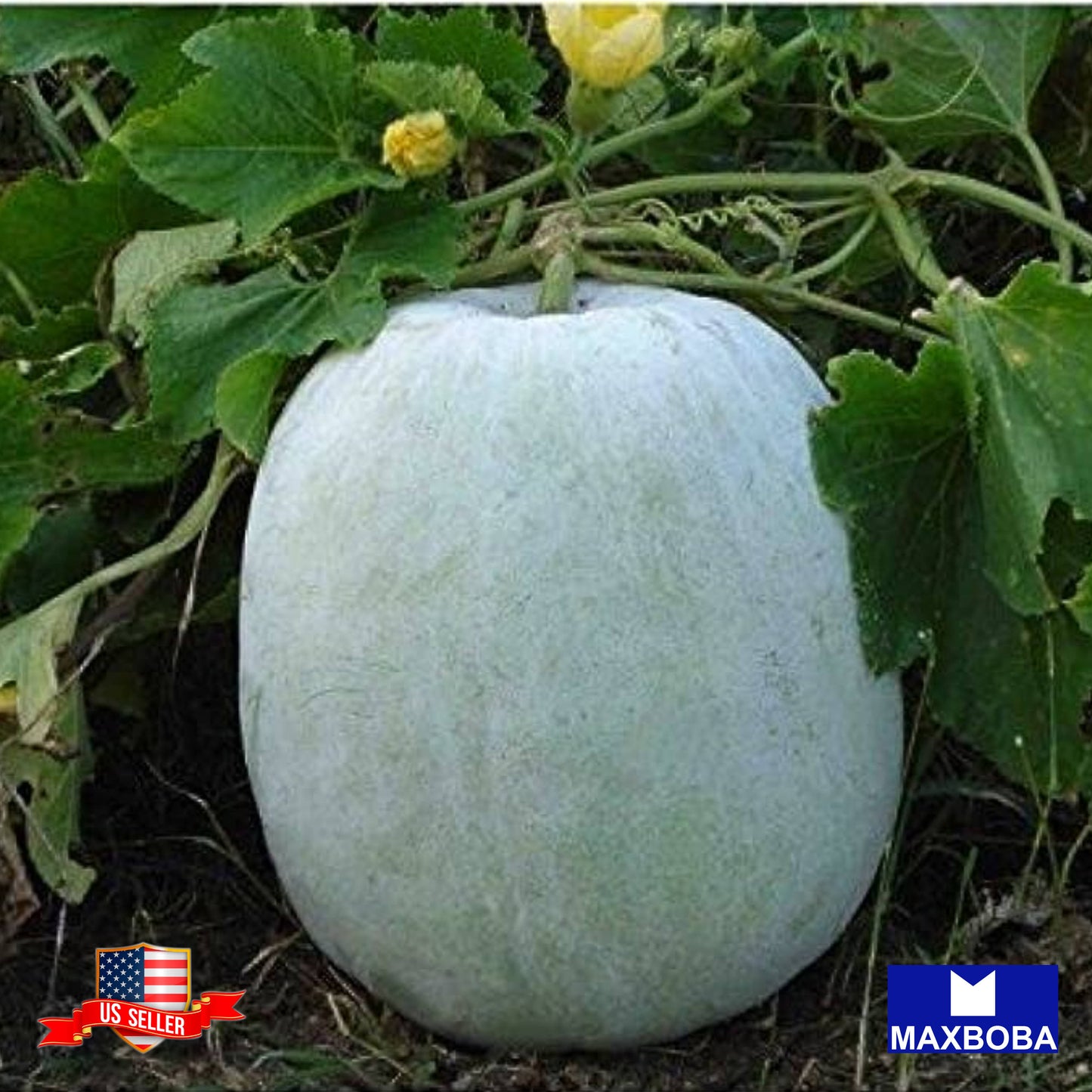 Gourd Giant Wax Seeds Heirloom Vegetable Non-GMO
