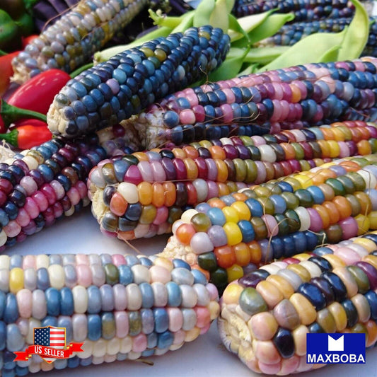Corn Fresh Seeds - Popcorn - Rainbow Jewel Vegetable Non-GMO - Heirloom
