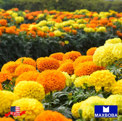 Marigold Seeds - Cracker Jack Non-GMO Garden