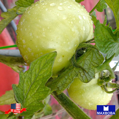Tomato Seeds Green Grape Heirloom Vegetable Non-GMO