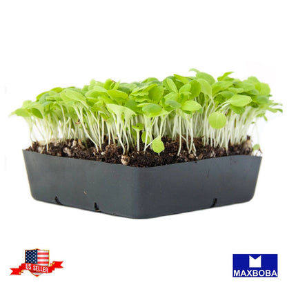 Lettuce Seeds MicrogreensNon-GMO / Heirloom / Garden Vegetable / Fresh