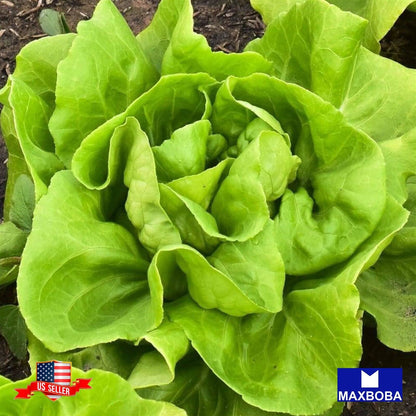 Lettuce Fresh Seeds - Butterhead - Buttercrunch Non-GMO Heirloom Vegetable