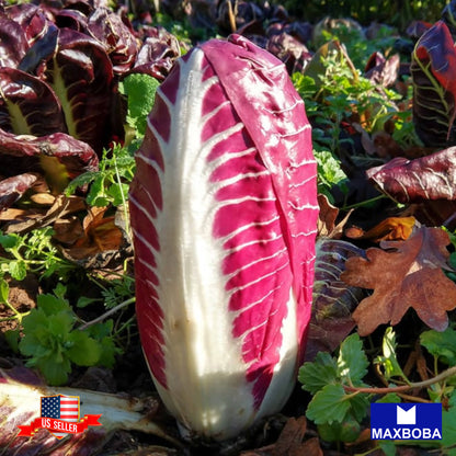 Endive Seeds - Red Treviso Heirloom Non-GMO Vegetable