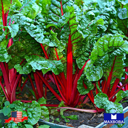 Swiss Chard Fresh Seeds - Ruby Red Non-GMO Heirloom Vegetable Garden