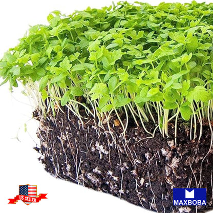Celery Microgreens Seeds Heirloom Non-GMO