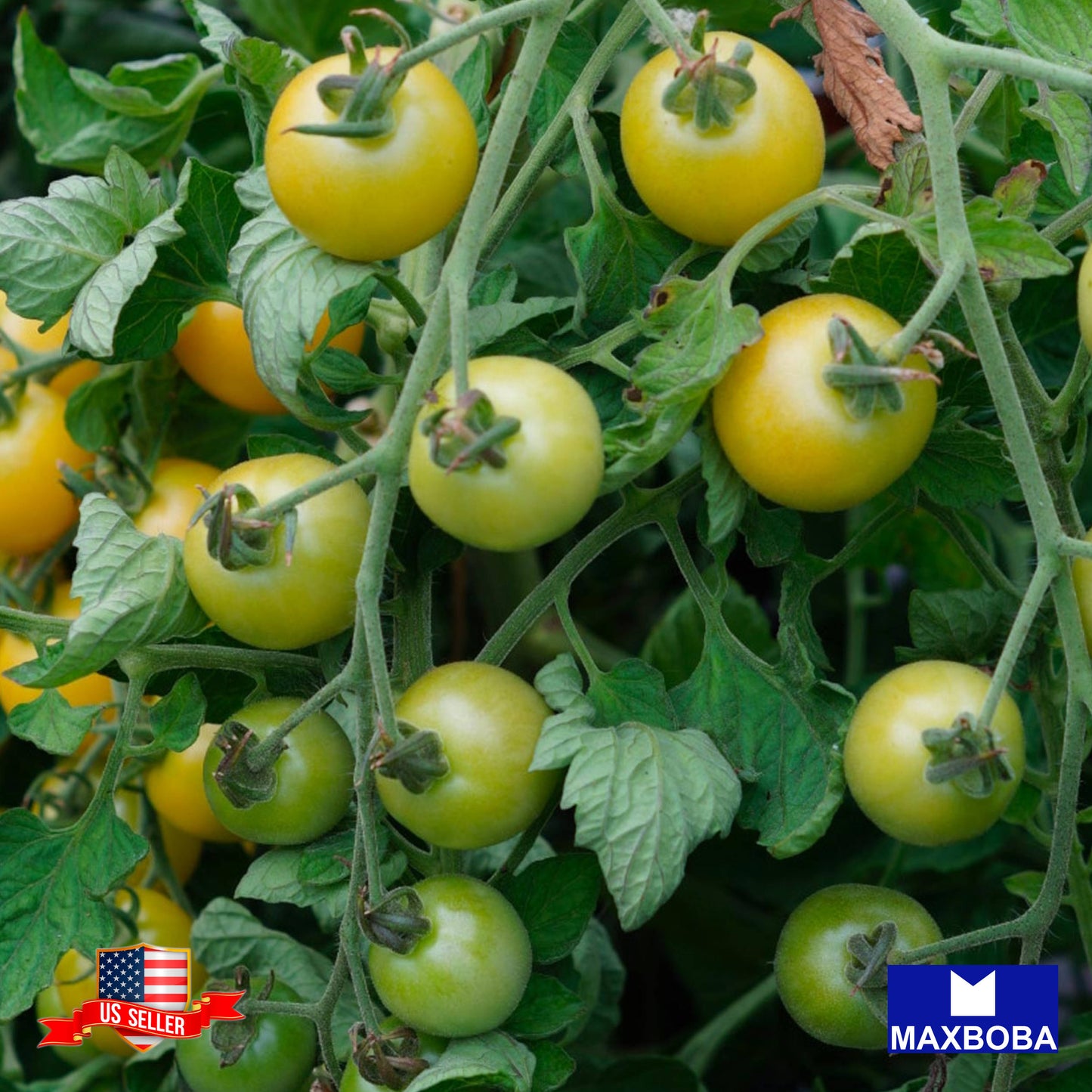 Tomato Seeds Cherry White Heirloom Vegetable Non-GMO