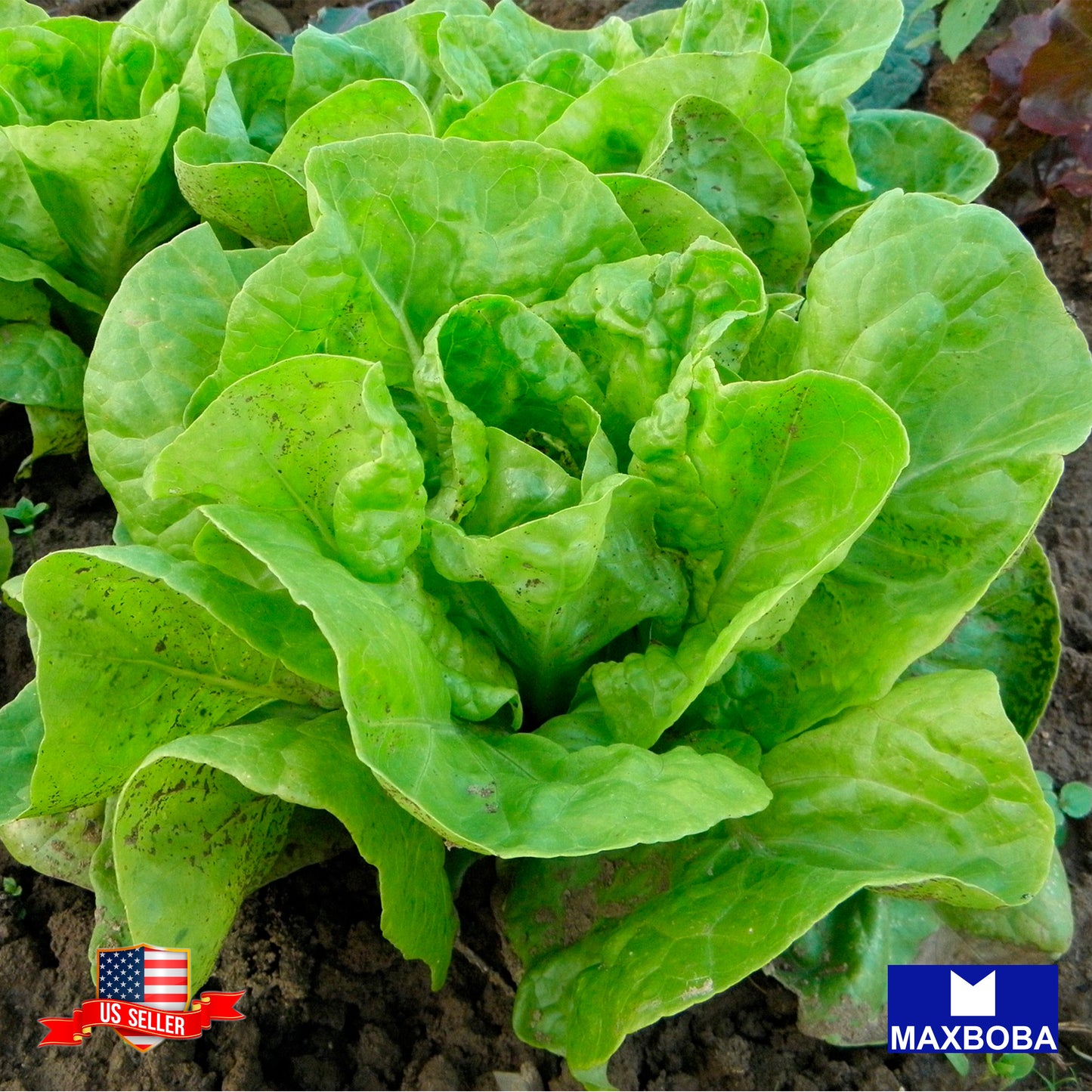 Non-GMO Lettuce Seeds - Tom Thumb / Heirloom / Vegetable / Premium Seeds