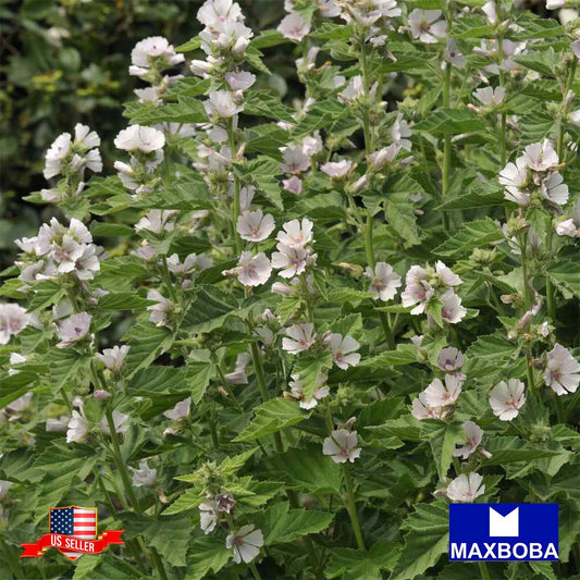Marshmallow Herb Seeds Open Pollinated High Germination Rate Non-GMO Heirloom