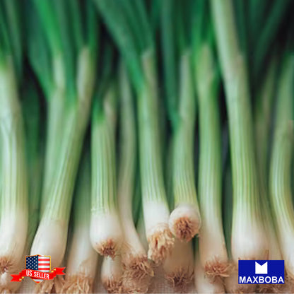 Onion Seeds - Bunching - Tokyo Long White (Organic) Non-GMO Heirloom Vegetable