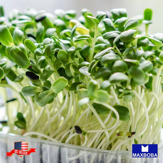 Cress Curled Microgreens Seeds Curled Heirloom Non-GMO