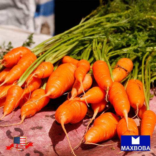 Fresh!!Carrot Seeds - Little Fingers Non-GMO Heirloom Vegetable