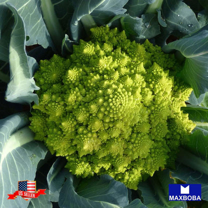 Broccoli Seeds - Romanesco - Organic Non-GMO Heirloom Garden