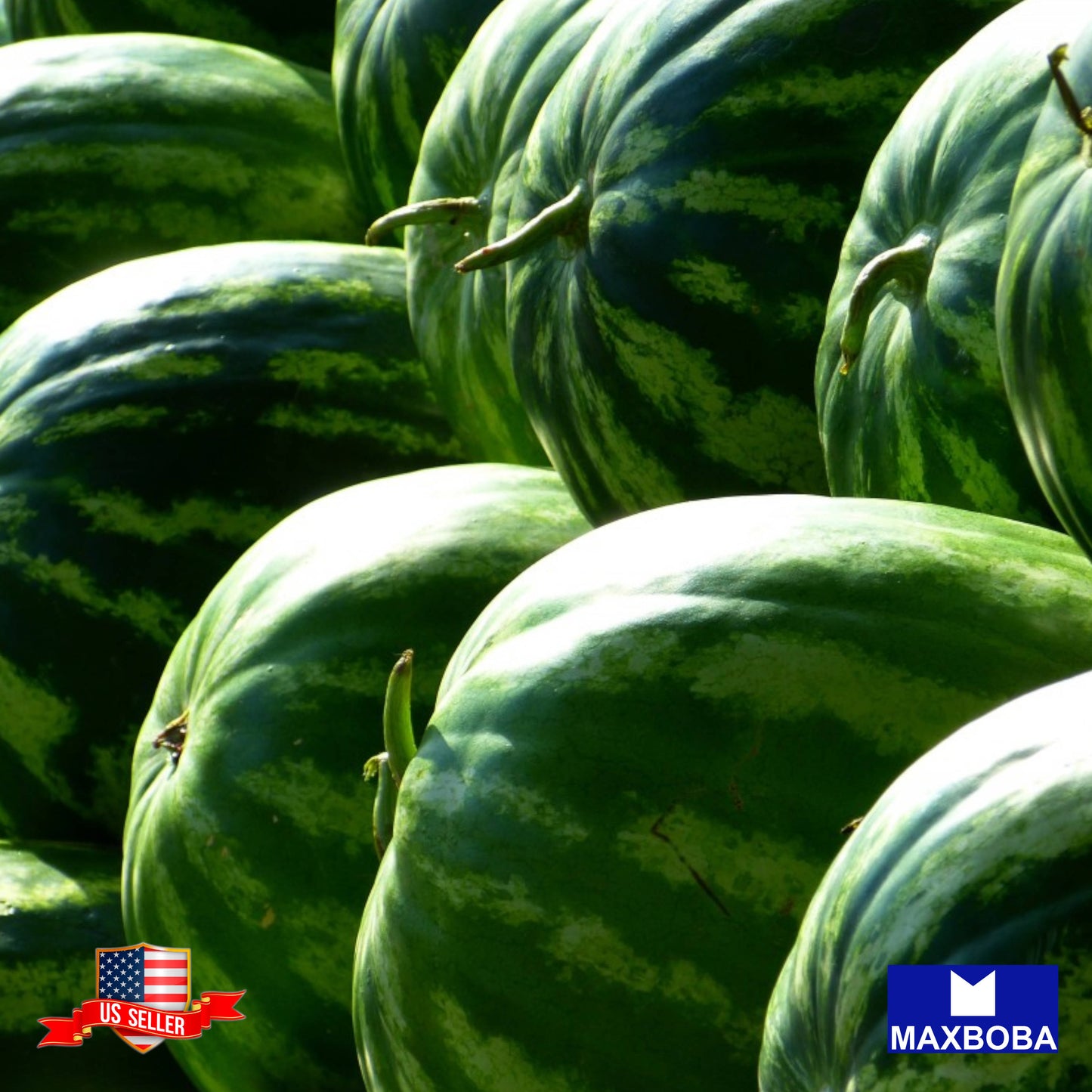 Watermelon Picnic Striped Klondike Blue Ribbon Seeds Heirloom Non-GMO