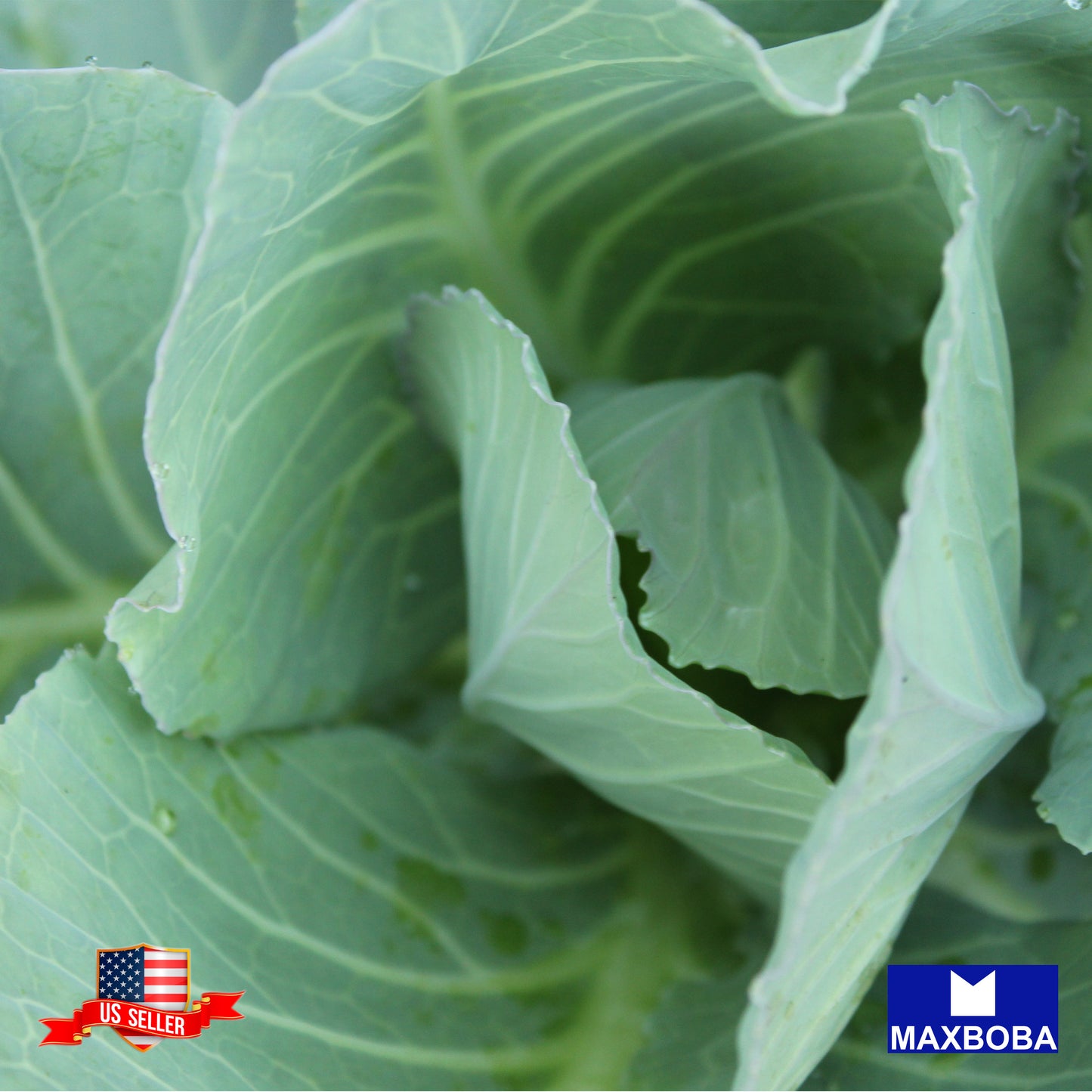 Lettuce Seeds - Romaine - Parris Island Cos Non-GMO / Heirloom / Vegetable