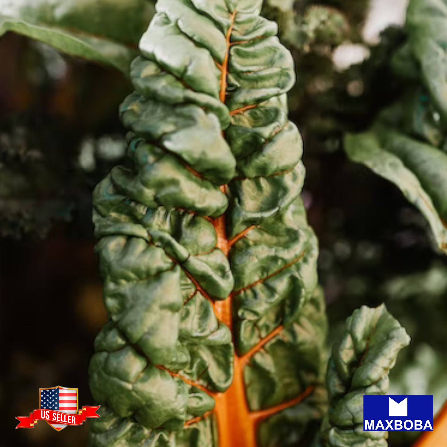 Swiss Chard Fresh Seeds - Orange Ornamental Non-GMO Heirloom Vegetable