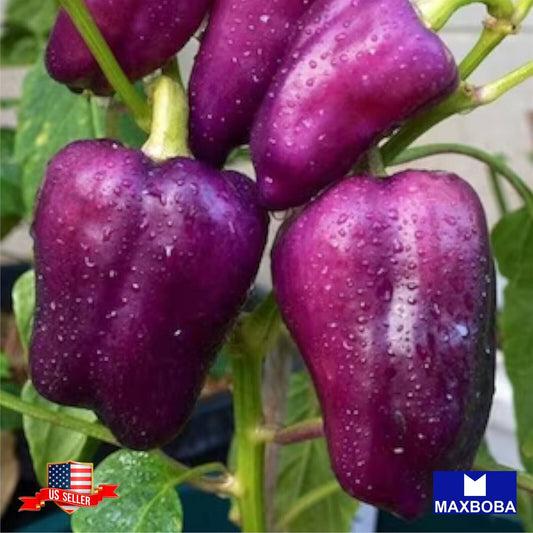 Pepper Seeds Sweet Lilac Bell Non-GMO Heirloom Vegetable