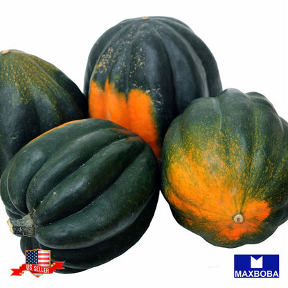 Squash Seeds - Winter - Table King Bush Acorn Vegetable Heirloom Non-GMO