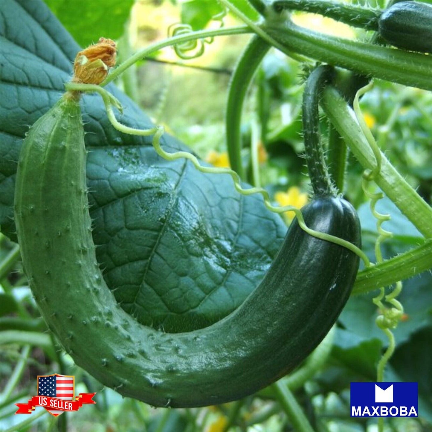 Cucumber Seeds Metki Pale Green Armenian Yard-Long Heirloom Vegetable Non-GMO