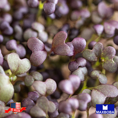 Mustard Osaka Purple Microgreens Seeds Heirloom Non-GMO