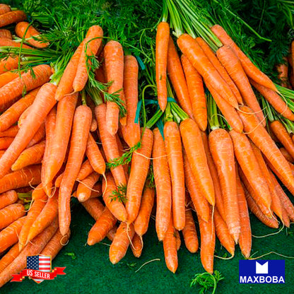 Carrot Seeds - Tendersweet Non-GMO Heirloom Vegetable Garden
